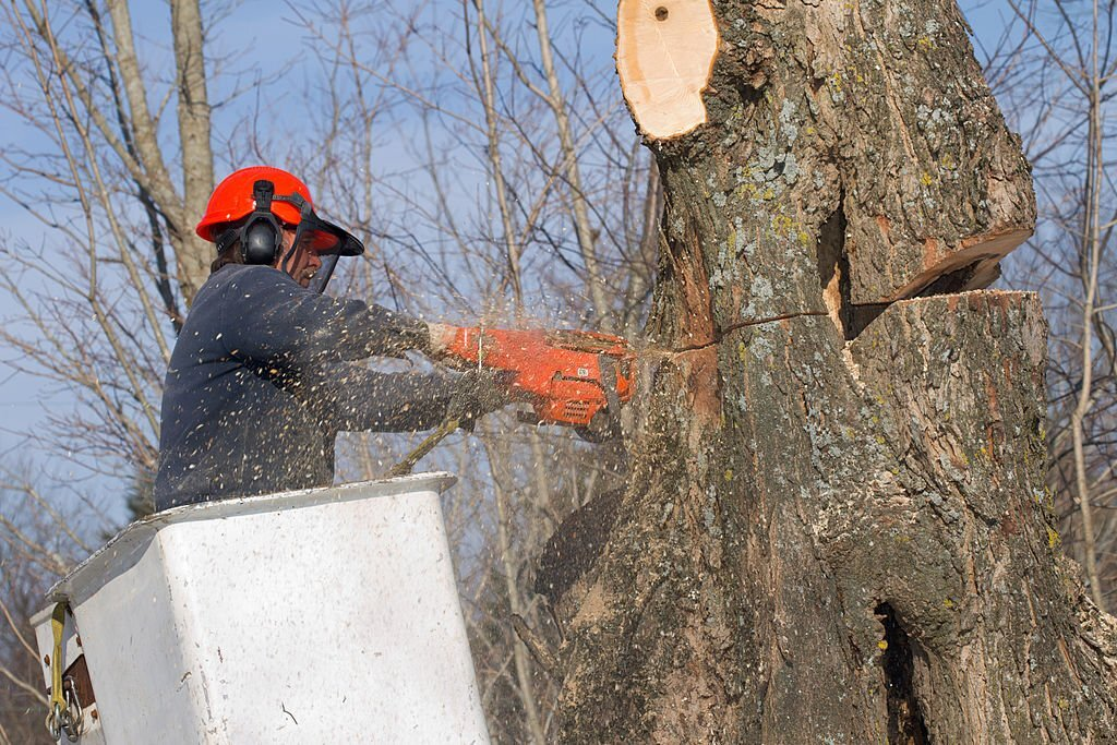 Maine Arborworks LLC | Tree Removal & Landscaping | Portland, ME